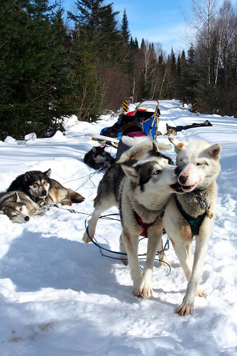 Des chiens qui prennent une pause  pendant l’expédition en traineau à chiens.