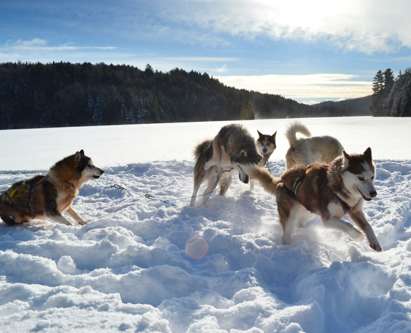 Des chiens de traineau s’amusant dans la neige
